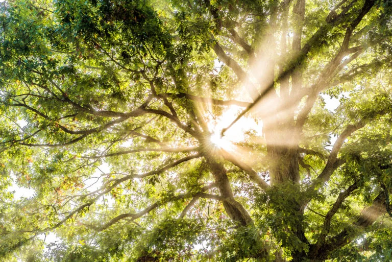 árboles utilizados para limpiar energías negativas y sus síntomas